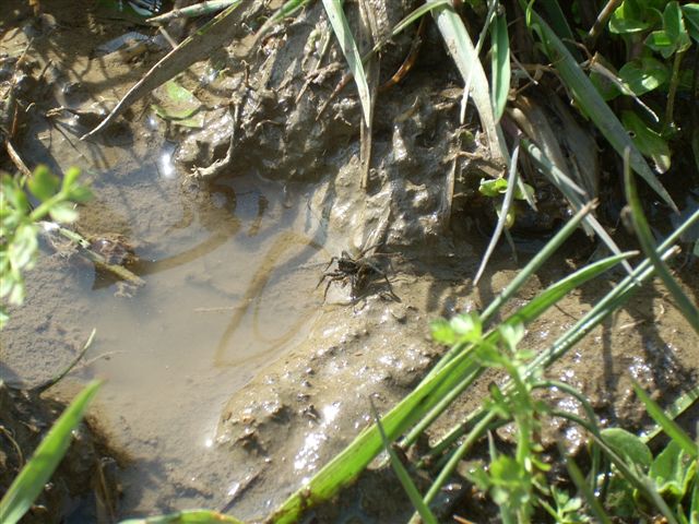 Ragno di ambiente umido: Pardosa sp.